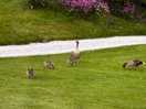 Resident geese