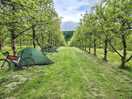 Pitching between the apple trees