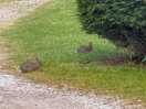 Campsite bunnies!