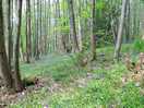 Woodland walks with bluebells