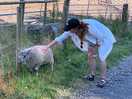 Farm animals