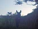 Farm donkeys