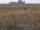 Dungeness
