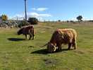Highland cows