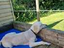 Our bear keeping cool