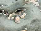 Spectacular shells