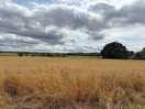 Across the fields