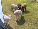 Cute little sheep