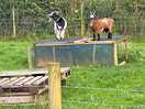 Some of the animals you will meet.
