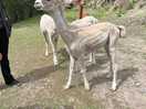 Alpacas