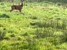 Local wildlife