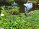 Duck pond