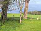 Livestock field behind campsite.