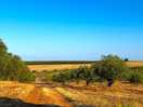 Olive groves and beautiful countryside