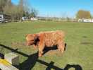 Elusive highland cow