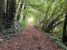 Woodland