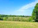 Daytime view over vineyard