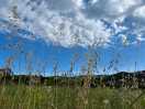 Field