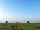 Pretty field