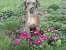 Dog statue in the walled garden.