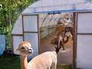 Alpaca