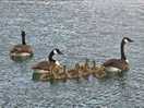 Geese on the lake