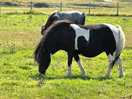 Friendly horses
