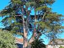 Tree next to kings arms