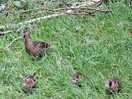 Mummy and baby ducks