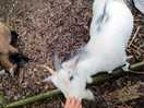 Goat pen
