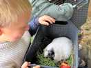 Guinea pig feeding