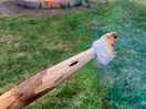 Marshmallows