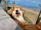 Happy hamish