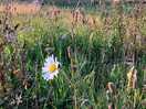 Wild flowers.