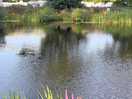 Fishing pond