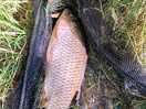 Great fishing and 7 lakes to hooded from .