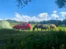 Car next to pitch with horses