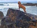 Bude