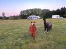 Alpaca morning views