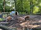 Pigs enjoying the shade.