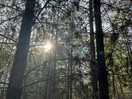 Right in the heart of the forest