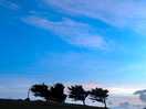 Wind bent trees