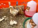 Chicks