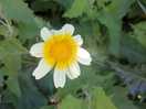 Wild flowers