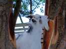 One of the friendly goats