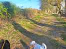 Dog walk around edge of site