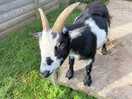 Farm animals