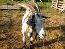 Goat from the onsite farm