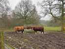 Highland coos