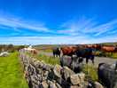 Cows -afternoon walk